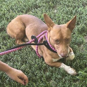 Bowlin, Corgi, Pembroke Welsh, adult, available for adoption