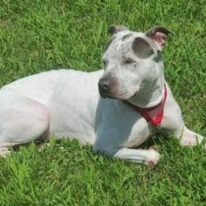 Agnes, Terrier, Pit Bull, adult, available for adoption
