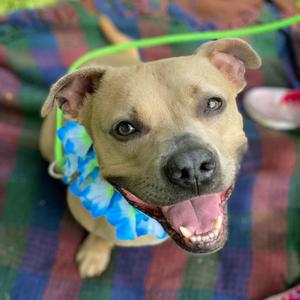 Cody, Terrier, Pit Bull, senior, available for adoption
