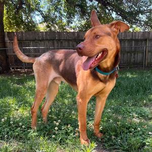 Buddy, Hound, adult, available for adoption