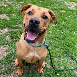 Boomer, Retriever, Labrador, adult, available for adoption