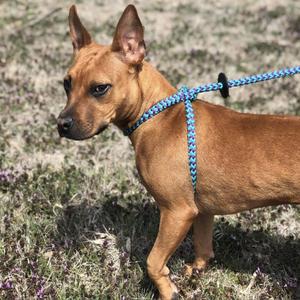 Capezio, Terrier, Pit Bull, adult, available for adoption