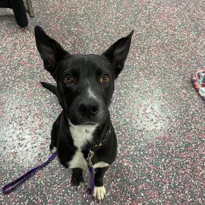 Brynne, Collie, Border, adult, available for adoption