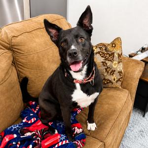 Brynne, Collie, Border, adult, available for adoption