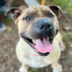 Ace of Base, Chinese Shar-Pei, adult, available for adoption