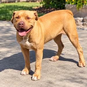 Butters, Terrier, Pit Bull, adult, available for adoption