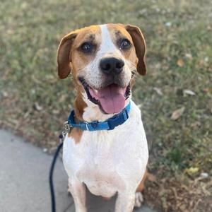 A happy brown and white dog with floppy ears, wearing a blue collar, sitting on a sidewalk with grass in the background.