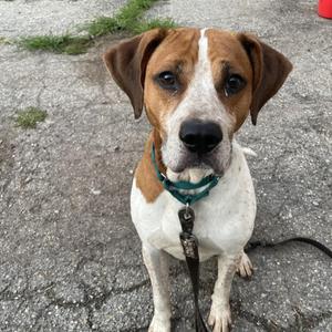 Boone, Hound, adult, available for adoption