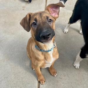 Blitzen, Shepherd, German, adult, available for adoption