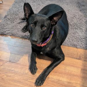 Beth, Shepherd, German, adult, available for adoption