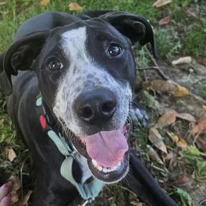 Black Jack, Terrier, adult, available for adoption