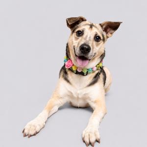 A happy dog wearing a colorful collar with flowers, lying on a gray background.