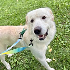 Bubba, Mixed Breed (Large), young, available for adoption