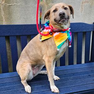 Gertie, Mixed Breed (Medium), adult, available for adoption