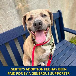 Gertie, Mixed Breed (Medium), adult, available for adoption
