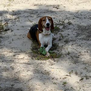 A beagle dog lying on sandy ground, holding a green object in its mouth.