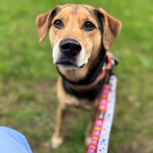 Maddie (FKA Madison), Mixed Breed (Large), senior, available for adoption