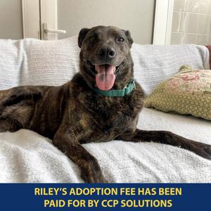 Riley, Mixed Breed (Large), senior, available for adoption