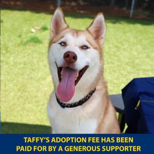 Taffy, Mixed Breed (Medium), adult, available for adoption