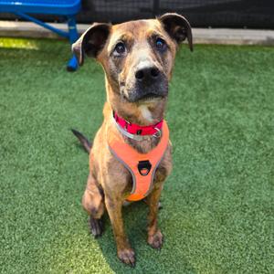 A dog wearing a red harness and an orange vest, sitting on green artificial grass.