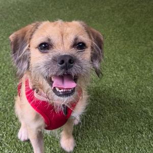 A small dog with a brown and black face, wearing a red harness, standing on green grass.