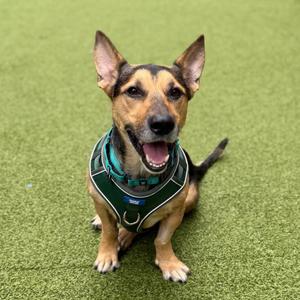A happy dog sitting on green artificial grass, wearing a green harness.
