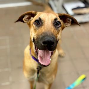 Squirt, Mixed Breed (Large), available for adoption