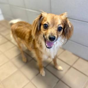 Iago, Mixed Breed (Small), adult, available for adoption