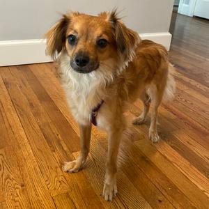 Iago, Mixed Breed (Small), adult, available for adoption