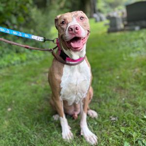 A happy brown and white dog sitting on grass, wearing a pink collar and blue leash, with its tongue out.