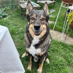 Cole, Shepherd, senior, available for adoption