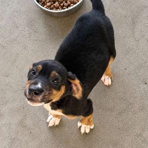 Chocolate Chip, Mixed Breed (Small), available for adoption