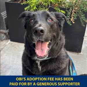 Obi, Retriever, Labrador, senior, available for adoption