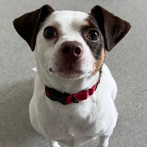 Ruby, Mixed Breed (Medium), adult, available for adoption