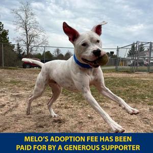 Melo, Mixed Breed (Large), adult, available for adoption