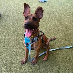 A brown dog with a blue harness sitting on a green carpet.