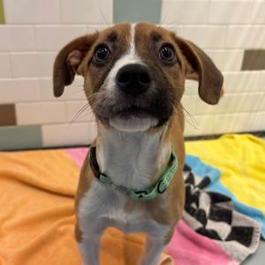 Cedar, Mixed Breed (Medium), available for adoption