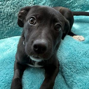 Oak, Mixed Breed (Medium), available for adoption