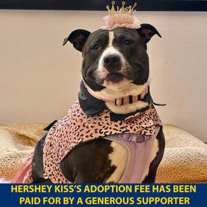 A black and white dog wearing a pink crown and a leopard print bandana, sitting on a bed.