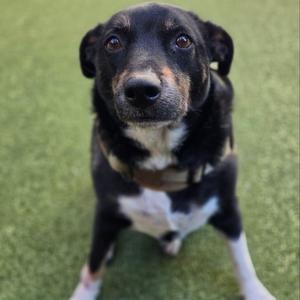 A black and white dog with brown markings on its face and chest, sitting on a green surface.