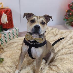 A brown and white dog wearing a black harness and a yellow bandana, sitting on a fluffy beige blanket with a Christmas tree and presents in the background.