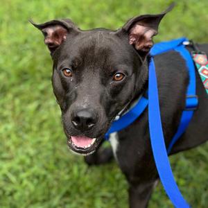 Allie, Mixed Breed (Medium), young, available for adoption