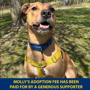 Molly, Mixed Breed (Medium), adult, available for adoption