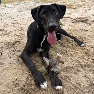 Lee, Mixed Breed (Medium), available for adoption