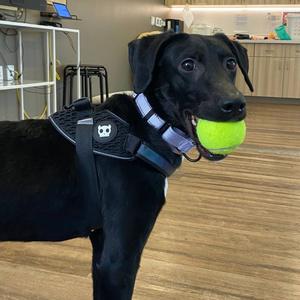 October, Mixed Breed (Medium), young, available for adoption