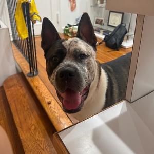 Apollo, Mixed Breed (Large), young, available for adoption