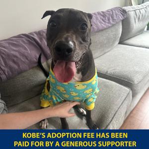 Kobe, Mixed Breed (Medium), senior, available for adoption