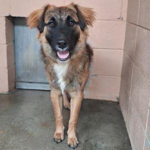 A brown and black dog with floppy ears standing in a shelter