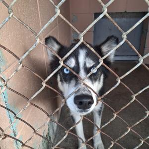 A husky dog with blue eyes looking through a chain-link fence.