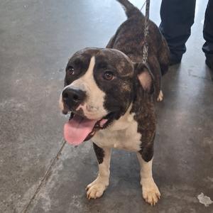 A brown and white dog with a black mask on its face, standing on a concrete floor, with its tongue out and looking at the camera.